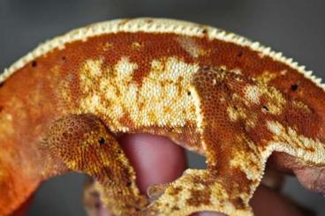 Geckos kaufen und verkaufen Foto: Correlophus ciliatus - Kronengecko 2.0