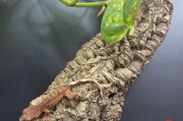 Geckos kaufen und verkaufen Foto: Correlophus ciliatus 0.0.8