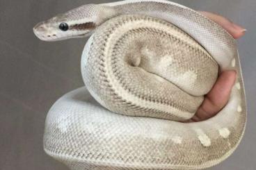 Königspythons kaufen und verkaufen Foto: 1.0 Python Regius (Deep Purple Passion pos HGW)