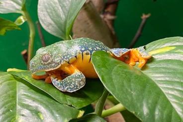 frogs kaufen und verkaufen Photo: Cruziohyla craspedopus - I am looking for Cruziohyla craspedopus