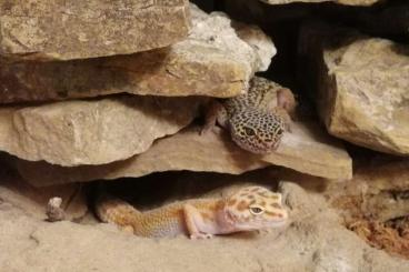 Geckos kaufen und verkaufen Photo: Leopardgecko Weibchen aufgrund von Gruppenstreitigkeiten abzugeben