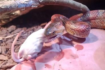 Nattern ungiftige  kaufen und verkaufen Foto: Zwei Kornnattern inkl Terrarium 