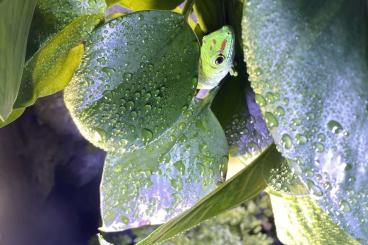 Geckos kaufen und verkaufen Foto: Phelsuma Grandis | Großer Madagaskar Taggecko Geckos kaufen und verkaufen Foto: Phelsuma Grandis | Großer Madagaskar Taggecko