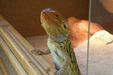 Bearded dragons kaufen und verkaufen Photo: Bartagame, männlich, rötlich