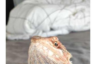 Bearded dragons kaufen und verkaufen Photo: Bartagame, rot, Männlich, ca 1,5 Jahre alt und ca 45 cm lang 