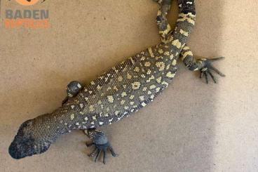 Lizards kaufen und verkaufen Photo: Heloderma Horridum Nachzuchten