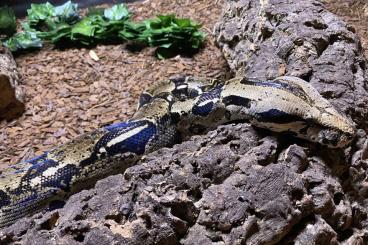 Boas kaufen und verkaufen Foto: Boa Constrictor abzugeben 