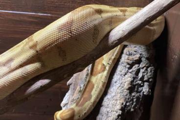 Boas kaufen und verkaufen Foto: Boa Constrictor abzugeben 