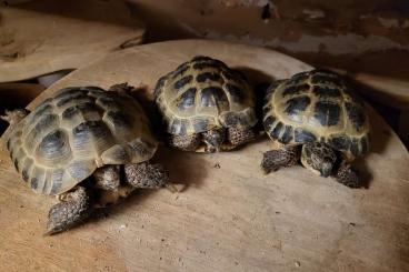 Landschildkröten kaufen und verkaufen Foto: Russische Vierzehenschildkröten