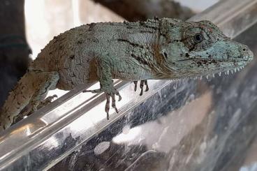 other lizards kaufen und verkaufen Photo: Biete Anolis barbatus NZ 2023 