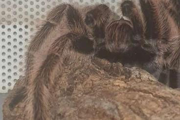 - bird spiders kaufen und verkaufen Photo: 1.0 Grammostola porteri adult Rh 13.6.24