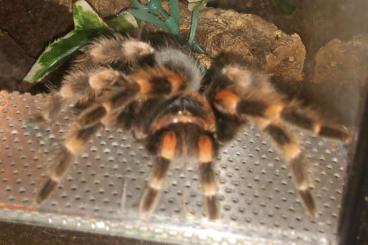 Spiders and Scorpions kaufen und verkaufen Photo: Rotknievogelspinne mit oder ohne Terrarium abzugeben. 