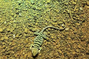 Lizards kaufen und verkaufen Photo: Halsbandleguane Crotaphytus collaris „NEW TEXAS“ zu verkaufen