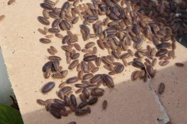 Futtertiere kaufen und verkaufen Foto: Asseln, Futterasseln, Porcellio scaber