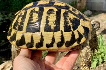 Turtles and Tortoises kaufen und verkaufen Photo: Testudo Hermanni hermanni adult Turtles and Tortoises kaufen und verkaufen Photo: Testudo Hermanni hermanni adult