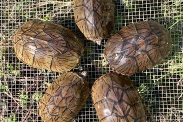 Schildkröten  kaufen und verkaufen Foto: Sternotherus minor minor 