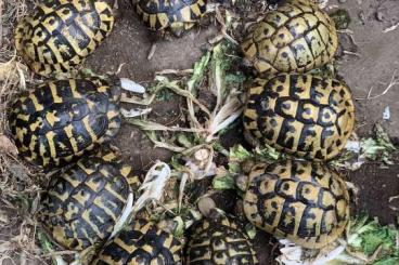 Schildkröten kaufen und verkaufen Foto: Testudo Hermanni boettgeri Verona Reptiles Schildkröten kaufen und verkaufen Foto: Testudo Hermanni boettgeri Verona Reptiles