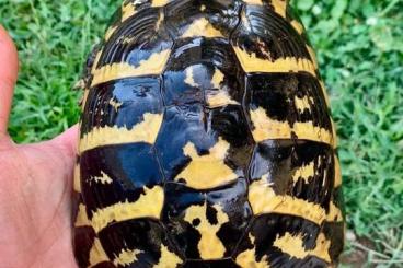 Turtles and Tortoises kaufen und verkaufen Photo: Testudo Hermanni boettgeri adult Turtles and Tortoises kaufen und verkaufen Photo: Testudo Hermanni boettgeri adult