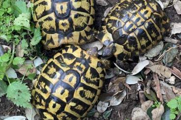 Turtles and Tortoises kaufen und verkaufen Photo: Turtles for Verona Reptiles Turtles and Tortoises kaufen und verkaufen Photo: Turtles for Verona Reptiles