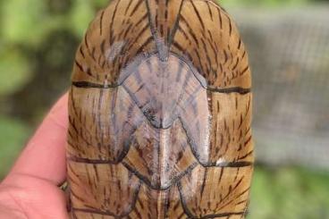 Schildkröten kaufen und verkaufen Photo: Sternotherus minor minor adult Schildkröten kaufen und verkaufen Photo: Sternotherus minor minor adult