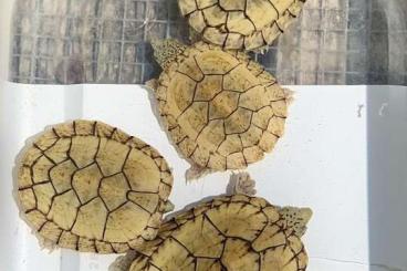 Schildkröten kaufen und verkaufen Photo: Sternotherus minor peltifer Schildkröten kaufen und verkaufen Photo: Sternotherus minor peltifer