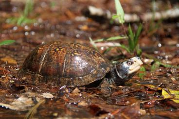 Schildkröten kaufen und verkaufen Photo: Terrapene Carolina major panhandle Schildkröten kaufen und verkaufen Photo: Terrapene Carolina major panhandle