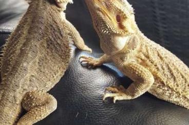 Lizards kaufen und verkaufen Photo: Bartagamen-Pärchen mit Terrarium