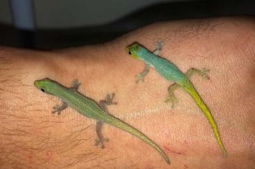 Echsen  kaufen und verkaufen Foto: Phelsuma et lygodactylus 