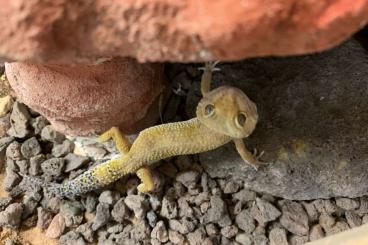 Geckos kaufen und verkaufen Foto: 2 Leopargecko weibchen abzugeben