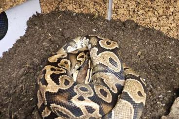Ball Pythons kaufen und verkaufen Photo: Königsphyton mit Terrarium 