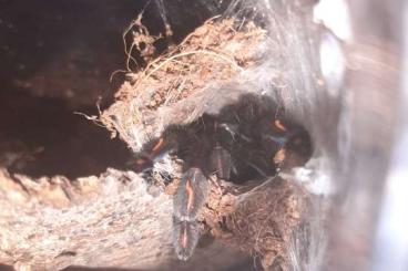 - bird spiders kaufen und verkaufen Photo: Verschiedene Vogelspinnen wegen Bestandverkleinerung 