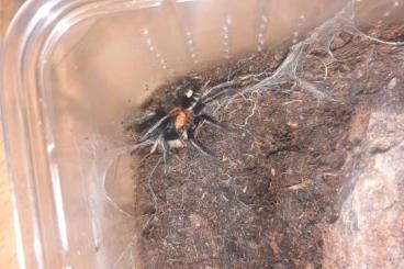 - bird spiders kaufen und verkaufen Photo: Cyriocosmus elegans Männchen 