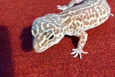 Geckos kaufen und verkaufen Photo: 1.2 Giant Leopardgecko Zuchtgruppe Geckos kaufen und verkaufen Photo: 1.2 Giant Leopardgecko Zuchtgruppe