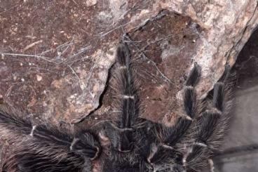 Vogelspinnen kaufen und verkaufen Foto: Poecilotheria, Nhandu, Bumba, Grammostola, Lasiodora