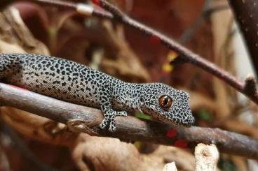 Geckos kaufen und verkaufen Photo: Strophurus taenicauda 1.1 or 1.0
