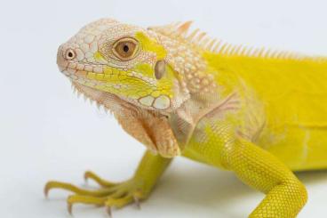 Echsen  kaufen und verkaufen Foto: Iguana iguana grüner leguan morph 