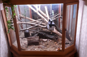 Enclosures kaufen und verkaufen Photo: Terrarium, massiv Holz Tischlerarbeit Schnäppchen ! 300 €