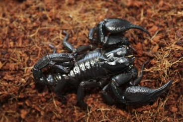 Spinnen und Skorpione kaufen und verkaufen Foto: Verkaufe Heterometrus Silenus