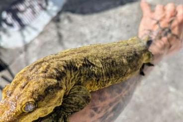 Geckos kaufen und verkaufen Foto: 1.1 Rhacodactylus Leachianus Bubba Line Breeding Pair Geckos kaufen und verkaufen Foto: 1.1 Rhacodactylus Leachianus Bubba Line Breeding Pair