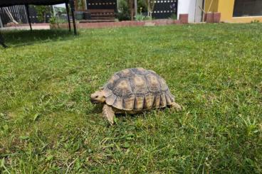 Landschildkröten kaufen und verkaufen Foto: Spornschildkröten Geochelore Sulcata Landschildkröten kaufen und verkaufen Foto: Spornschildkröten Geochelore Sulcata