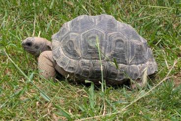 Landschildkröten kaufen und verkaufen Foto: Aldabra Riesenschildkröten Landschildkröten kaufen und verkaufen Foto: Aldabra Riesenschildkröten