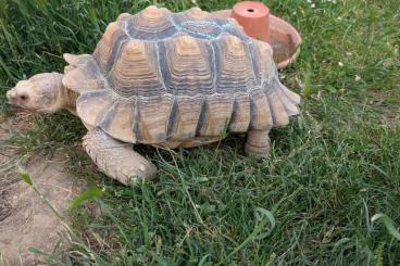 Tortoises kaufen und verkaufen Photo: Spornschildkröten (geb 2013) Centrochelys Sulcata