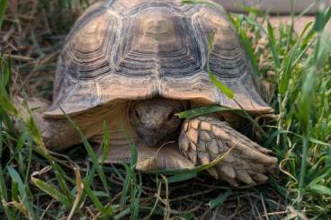Landschildkröten kaufen und verkaufen Foto: Spornschildkröte Sulcata Centrochelys Landschildkröten kaufen und verkaufen Foto: Spornschildkröte Sulcata Centrochelys