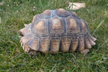 Landschildkröten kaufen und verkaufen Foto: Spornschildkröte Sulcata Centrochelys Landschildkröten kaufen und verkaufen Foto: Spornschildkröte Sulcata Centrochelys