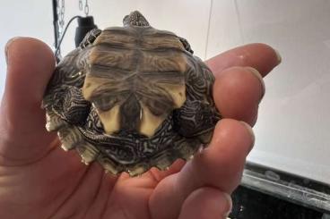 Sumpfschildkröten kaufen und verkaufen Foto: Gewöhnliche Moschus , Schildkröte , Mississippi , Höckerschildkröte