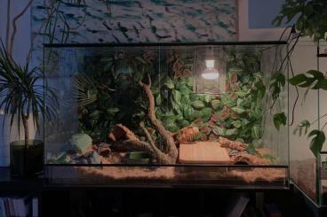 Königspythons kaufen und verkaufen Foto: Königspython Männchen mit Terrarium coral-glow+bamboo 250€VB