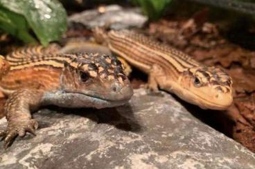 andere Echsen kaufen und verkaufen Foto: Gerrhosaurus major - Sudan plated lizard (pair)