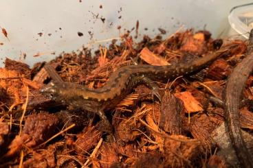 Skinks kaufen und verkaufen Photo: Cophoscincopus simulans - African waterskink