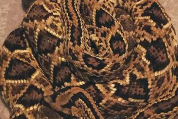 Schlangen kaufen und verkaufen Foto: Crotalus durissus durissus 