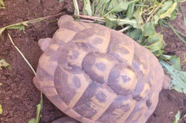 Tortoises kaufen und verkaufen Photo: 2 Adulte Weibliche von 2003